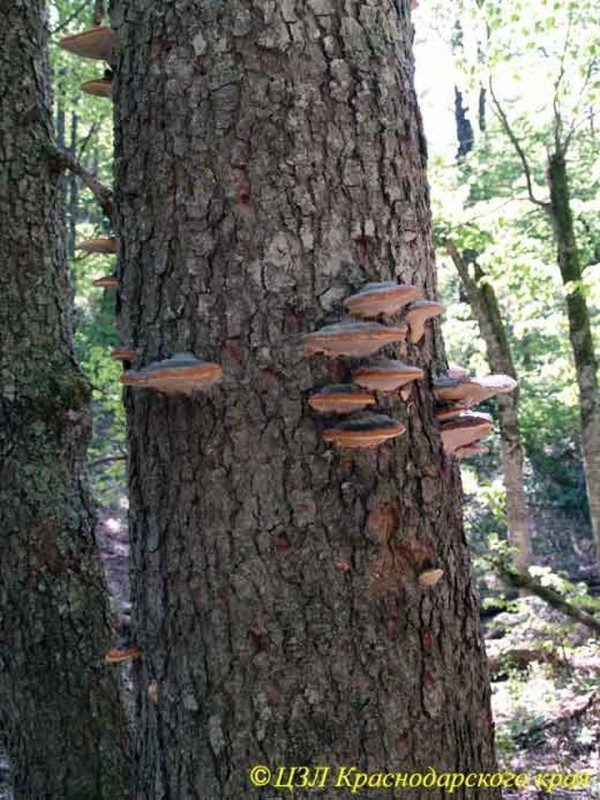 1. Typical multi-tiered groups of canopy-shaped basidiomas (fruiting bodies) of tinder fungus bordered by Fomitopsis pinicola on a living Caucasian fir tree. This tinder fungus settles on different breeds, both on conifers and deciduous