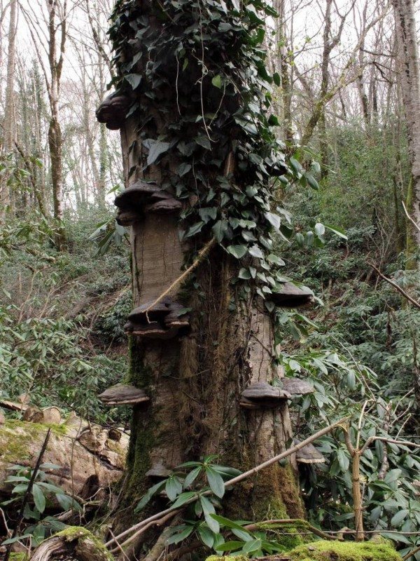 10. Classics of the genre = true tinder fungus Fomes fomentarius on a vertical beech trunk. An edible mushroom and a major source of tinder. Adler, 16 February 2020
