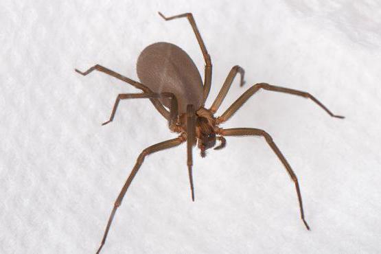 10 most dangerous spiders in the world