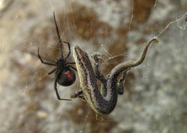 10 farligaste spindlar