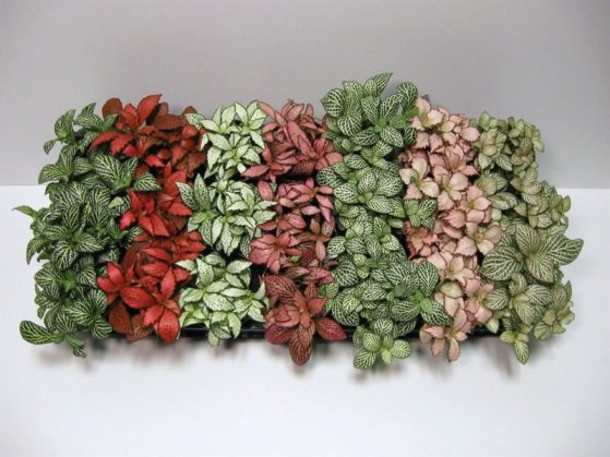 10 tumbuh-tumbuhan dalaman yang paling suka warna: Fittonia