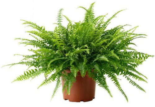 10 most shade-loving indoor plants: nephrolepis
