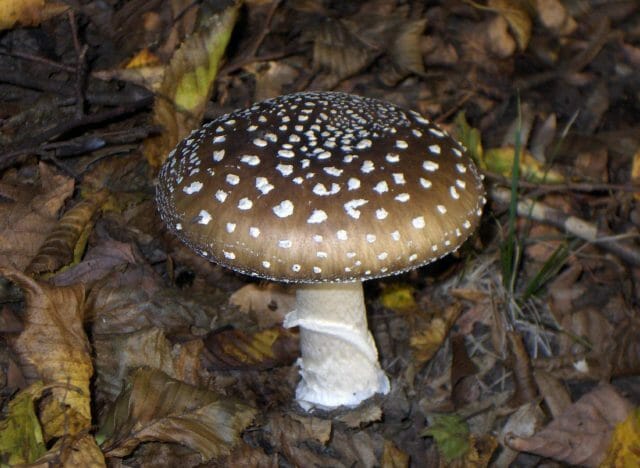 10 types of poisonous mushrooms that are best left in the forest