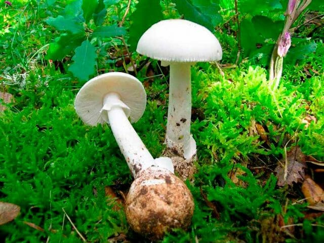 10 druhů jedovatých hub, které se nejlépe nechají v lese