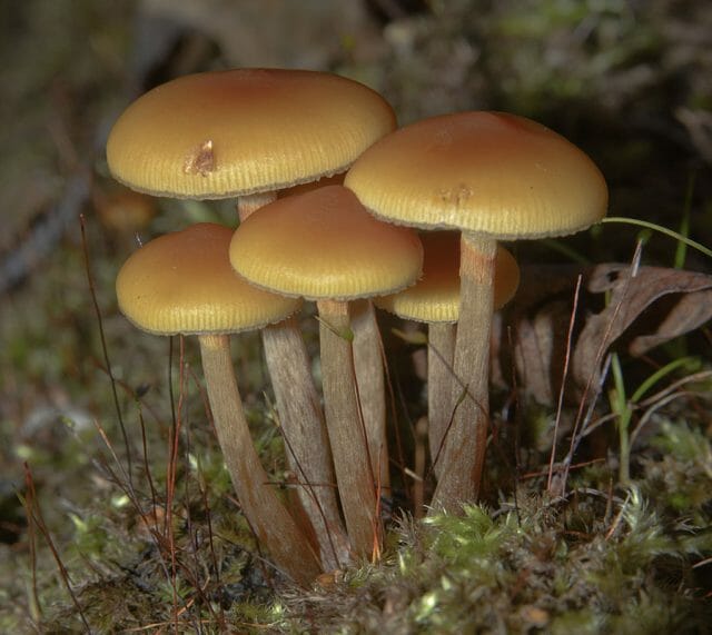 10 вида отровни гъби, които е най-добре да оставите в гората