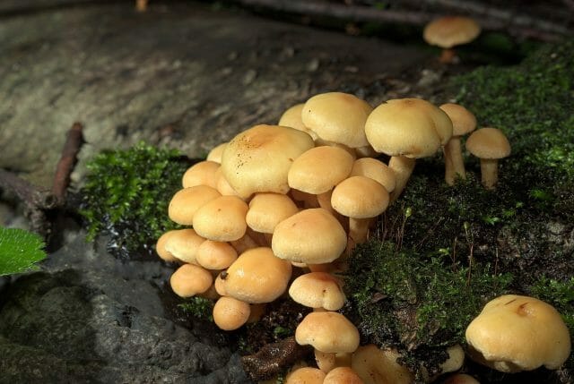 10 types of poisonous mushrooms that are best left in the forest
