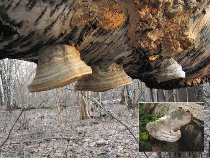 10a. And this Fomes fomentarius, which has grown from below on a horizontal branch, does not at all resemble its classic hoof-like shape. For comparison - the inset in the lower right corner of the photo. Moscow suburbs
