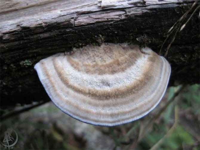 10 جرام الفطريات غير الصالحة للأكل ، Trametes hirsuta ذات الشعر الخشن على جذع رماد الجبل الميت. Zailiyskiy Alatau ، كازاخستان