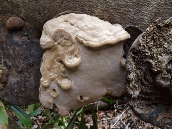 10c. And this Ganoderma (presumably also southern - australe; photographed there and at the same time as in the previous photo) the author of the photo could not identify