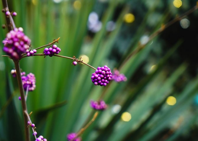 12 plants that repel annoying mosquitoes