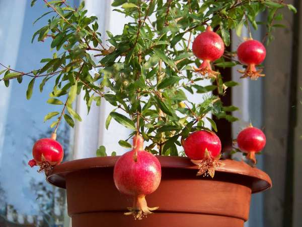 13 inomhusplanter som är lätta att odla från frön hemma - tips och tricks för hem och trädgård från