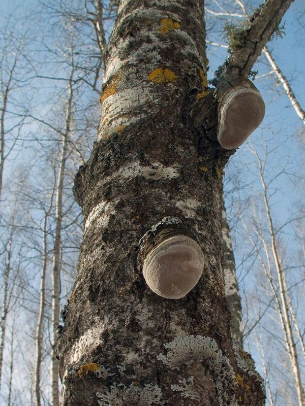 2. Ciupercă falsă de aspen Phellinus tremulae = parazit obligatoriu de aspen, infectează trunchiuri de aspen viu cu vârsta de peste 40 de ani și nu locuiește în alți copaci