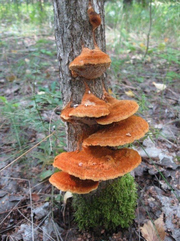 2b. Nejedlá houba troud, Inonotus rheades, preferuje pouze osiky, ale také parazituje na některých jiných druzích. Obývá mrtvé stromy, ale může útočit i na živé