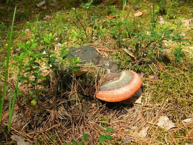 2c. Ohraničený polypore nebo borovice Fomitopsis pinicola na pařezu. Barnaulský pásový les