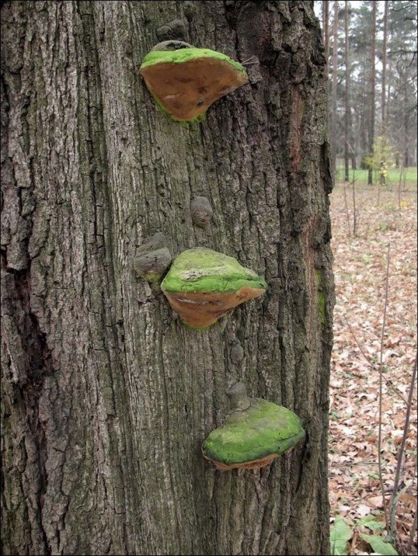 3. Xylophagus false oak tinder fungus Phellinus robustus is found only in oak forests, parasitizing precisely on live oaks, although sometimes it also settles on the trunks of other accompanying deciduous species, but also only living