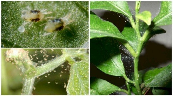 3 pamamaraan ng pakikipaglaban sa mga spider mite sa mga panloob na halaman