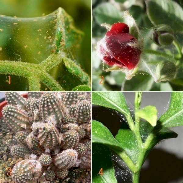 3 метода за борба с паякови акари на стайни растения