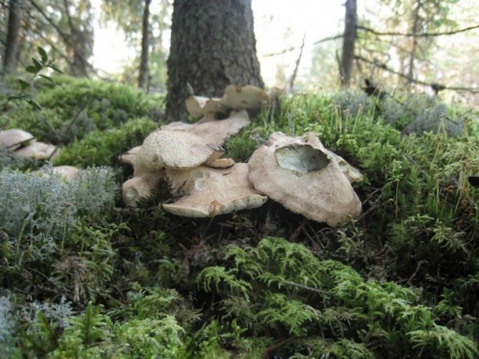 3c. The edible saprotroph of the sheep polypore Albatrellus ovinus grows on the soil in clearings and edges in coniferous forests, feeding on already semi-decomposed branch litter