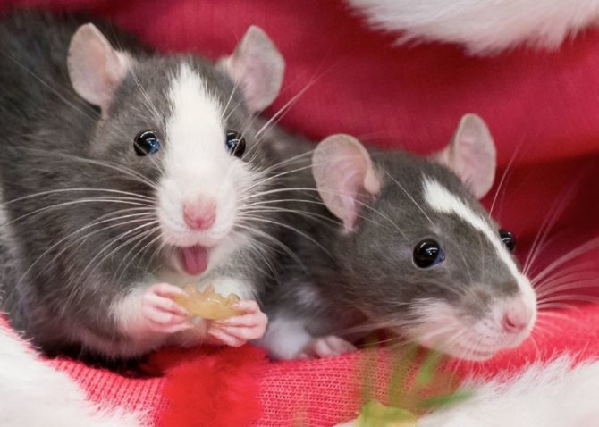 5 fakta menarik mengenai tikus peliharaan