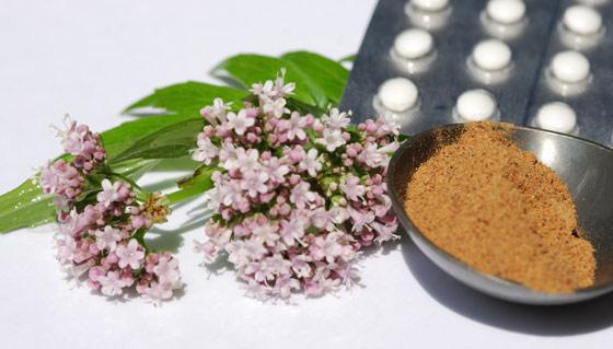 5 medicinal plants of the Krasnodar Territory