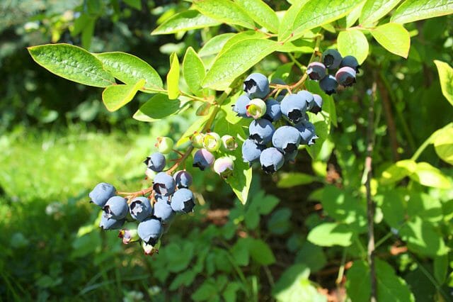 5 mga kadahilanan upang magtanim ng mga blueberry sa iyong hardin