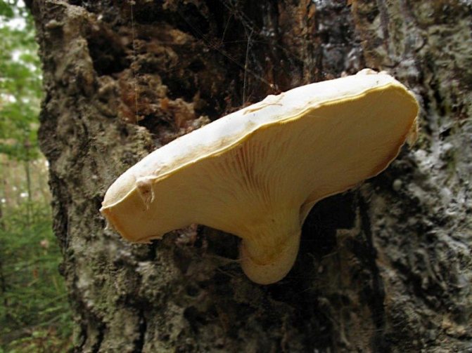 5. Oyster mushroom Pleurotus dryinus has a lamellar hymenophore