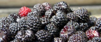6 fructe de padure negre asemănătoare florilor de zmeură de mure care cresc pe un copac