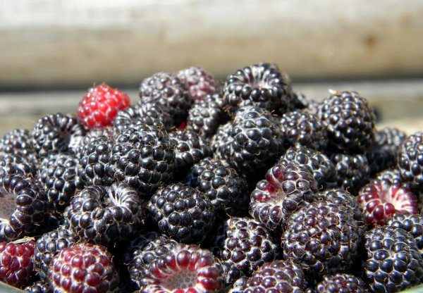 6 itim na berry na katulad ng mga blackberry raspberry na bulaklak na lumalaki sa isang puno