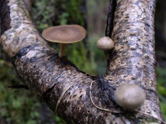 '6. Nakakain na tinder fungus taglamig Polyporus brumalis mula sa pamilya Polyporovye - nakatayo sa isang binti tulad