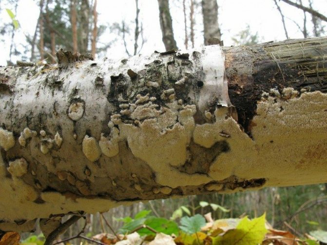 6a. Paradoxní schizopora Schizopora paradoxa - nachází se na dřevu a suchém dřevu různých listnatých druhů (zde - na bříze). Rozšířený druh houby troudové, ale v Lotyšsku byl zařazen do Červené knihy
