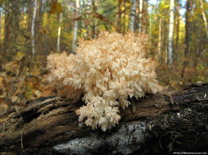 6b. Hericium coralloides is an edible tinder fungus from the Hericiaceae family. It grows on stumps and valezh of deciduous species - aspen, oak, but more often birch