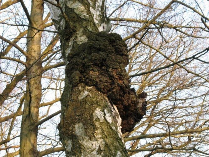 6d. Ciuperca comestibilă Ciuperca Tinder Inonotus obliquus, mai bine cunoscută sub numele faimosului chaga de mesteacăn, arată mai degrabă ca o creștere canceroasă a lemnului decât ca o ciupercă. Parazitează copacii vii. Dar stadiul său purtător de spori apare doar atunci când arborele moare.