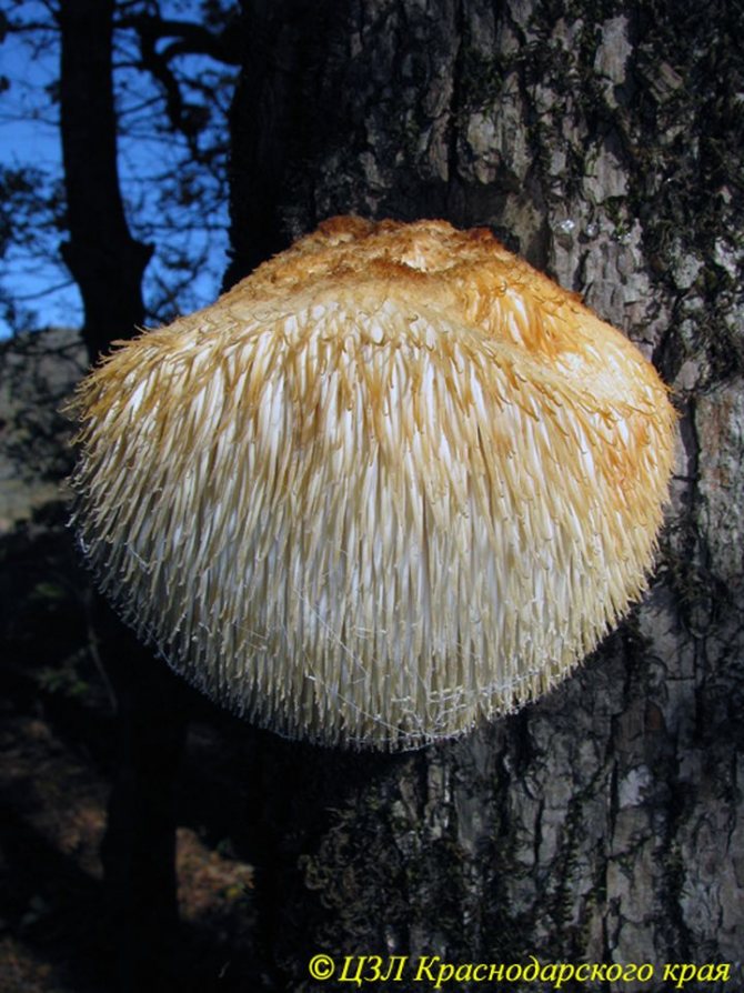 6c. Roční plodnice houby Hericium erinaceum tinder Hericium erinaceum na kmeni skalního dubu. Gelendzhik TLV, září - říjen 2009