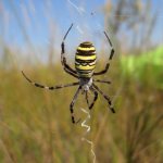 7 wonderful facts about spiders and their webs