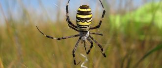 7 чудесни факта за паяците и техните мрежи