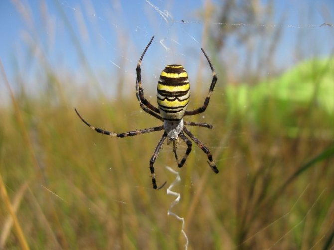 7 прекрасни факта за паяците и техните мрежи