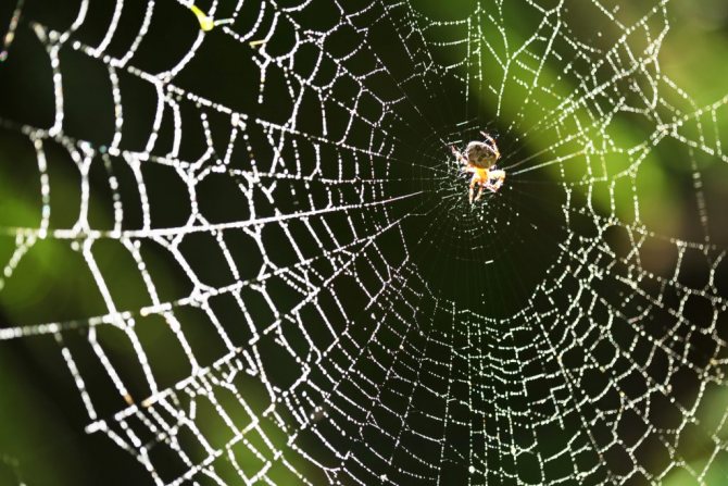 سبع حقائق رائعة عن العناكب وشبكاتها