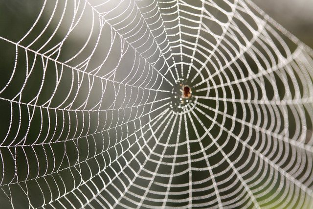 سبع حقائق رائعة عن العناكب وشبكاتها