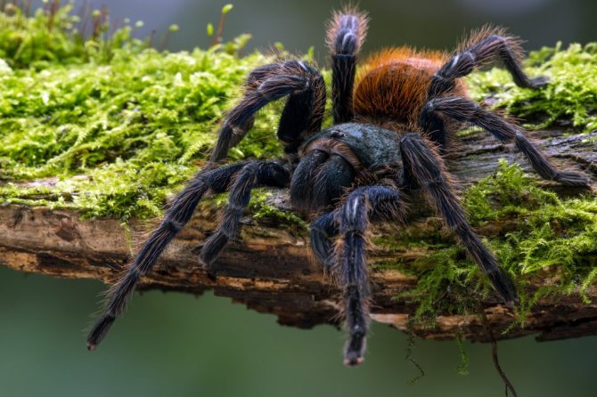 7 прекрасни факта за паяците и техните мрежи