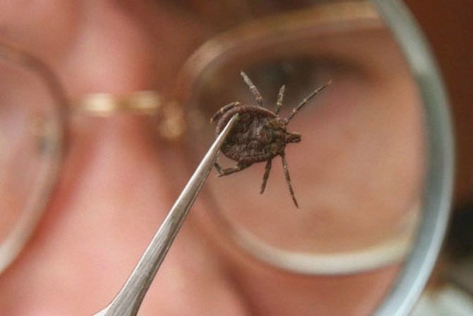 7 myths about ticks and tick-borne encephalitis. how to protect yourself in the fall?