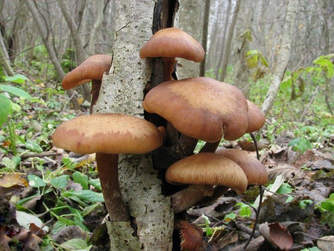 7a. Armillaria gallica je medonosná houba se silnými nohama, která se usazuje jak na mrtvém dřevě, tak na lesním vrhu.