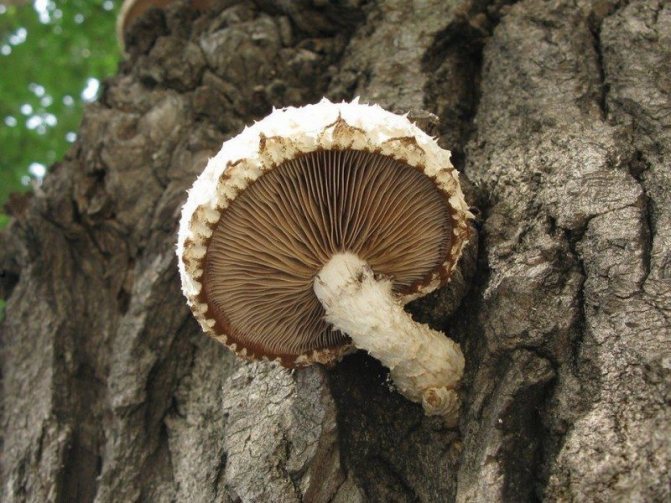 8. Šupinatá destruktivní Pholiota destruens - nepoživatelná kvůli hořké chuti s nepříjemným zápachem. Zajímavé je, že staré houby ztrácejí hořkost a stávají se sladkými, ale do této doby silně ztvrdnou.