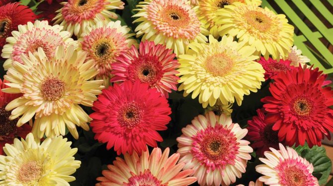 8 important rules for successfully growing a potted gerbera from seed