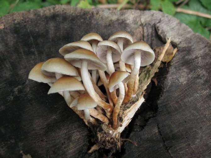 8d. Hypholoma capnoides je jedlým protějškem letní medové houby. Roste, údajně na půdě, ale ve skutečnosti - na větvích a kusech dřeva zakopaných v půdě