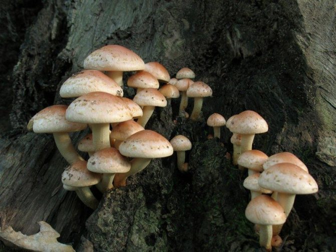 8в. Тухленочервена фалшива пяна Hypholoma lateitium - отровен близнак от истински медоносни грибове, утаява се на дъбови пънове