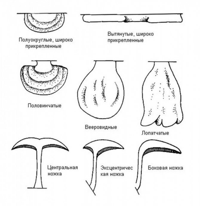 'nine. Morphological types of fruiting bodies and methods of stalk attachment in woody fungi according to the classification of L. Ryvarden and R.L. Gilbertson (1993). The scheme is based on the monograph by T.V. Svetlova and I.V. Zmitrovich