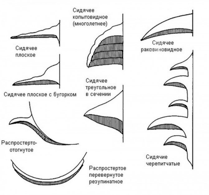'9a. Types of fruiting bodies