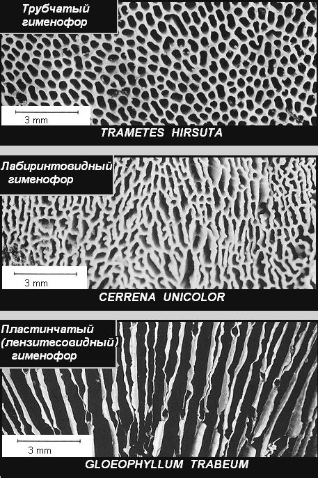 9b. Tipuri de himenofori conform T.V. Svetlova și I.V. Zmitrovich. Aceeași sursă