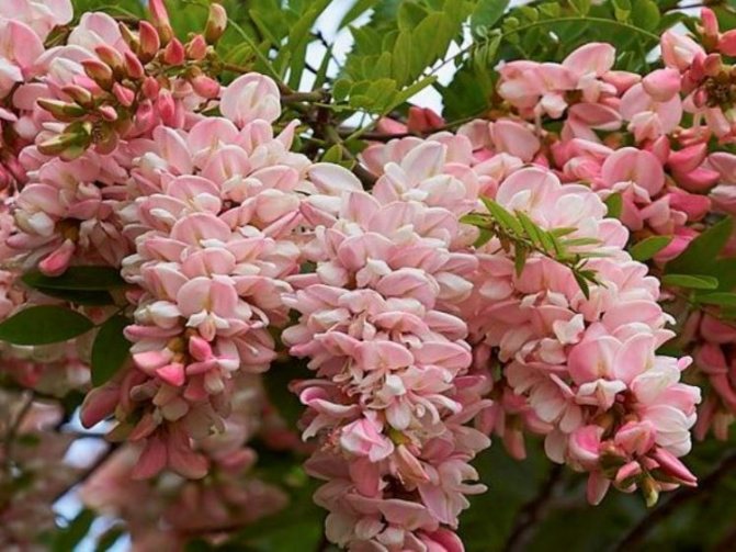 And this is pink acacia