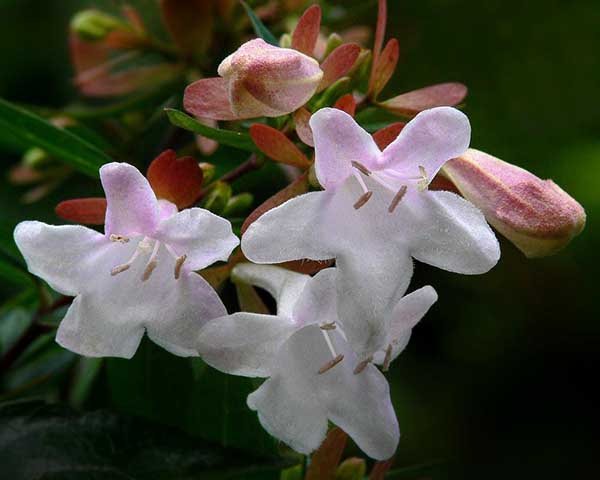 Abelia grandiflorum